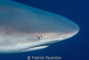 Shark in Turks and Caicos.  He followed our live aboard f... by Patrick Reardon 